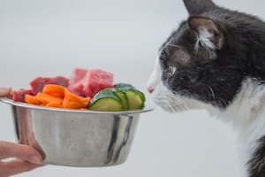 Cuáles son los mejores alimentos naturales para gatos