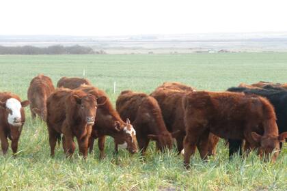 La Comisión indicó que con respecto a los números en rojo, es necesario “volver a tener un tipo de cambio unificado”