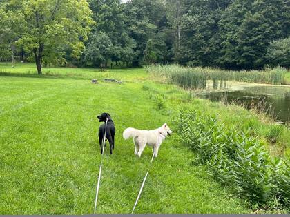 La compañía de los otros perros fue suficiente para disipar su miedo.