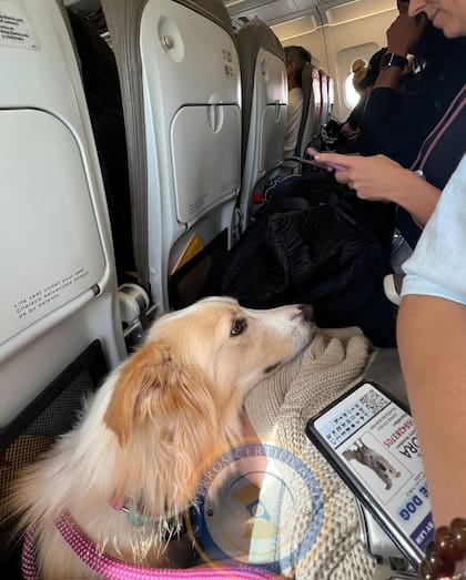 La compañía de una mascota previene y ayuda a tratar numerosos problemas relacionados con el estado de ánimo (Foto: Instagram @perroscertificadosmexico)