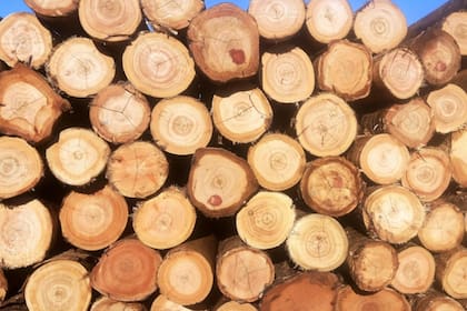 La compañía explicó que la caída de la construcción, los altos costos y la competencia de importaciones derivaron en una crisis de capital de trabajo que terminó paralizando la operación