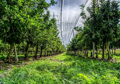 La compañía produce peras, manzanas y frutas de carozo en Río Negro, exporta a más de 30 países e importa frutas tropicales como paltas, mangos, kiwis y naranjas