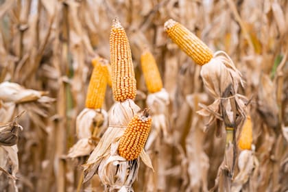 La compañía refuerza su propuesta para el cultivo de la mano de híbridos daptados a todas las zonas agroecológicas