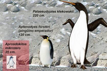 La comparación de alturas de los pingüinos actuales con el pingüino gigante