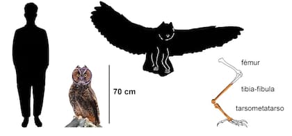 La comparación de tamaño entre una persona y la lechua Asio ecuadoriensis