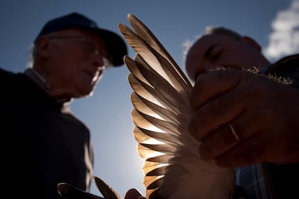Las palomas pueden volar mil kilómetros en un día