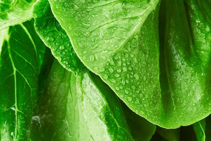 La composición de vitaminas del complejo B que tiene la lechuga son estimulantes para la salud del conjunto neuronal