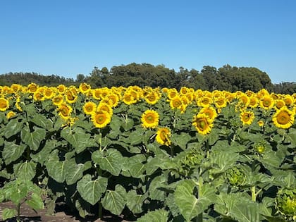 La compra que se hace sobre las plantas de Los Grobo es por girasol