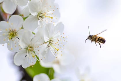 La comunicación de estos insectos es a través de movimientos al estilo baile (Foto Pexels)