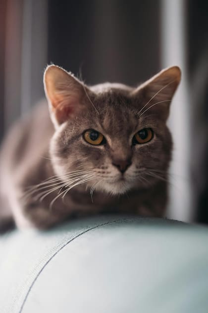 La comunicación felina comprende tres grandes áreas: comunicación vocal, comunicación corporal y comunicación visual