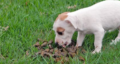 La conducta de los perros de comer caca de gato podría significar falta de nutrientes y/o hambre