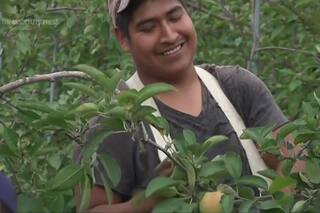 Cómo Michigan puede esconder en sus bosques la clave para salvar a las manzanas de las devastadoras heladas