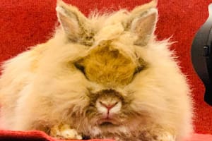 La coneja con cara de león que es furor en la Exposición Rural de Palermo