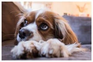 La conexión emocional entre una persona y su mascota es profunda e inquebrantable