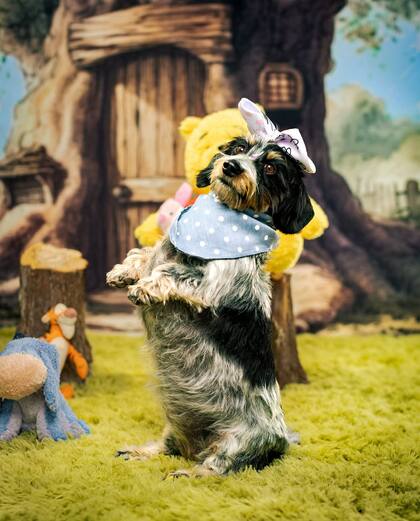 La conexión entre Einstein y el personaje de Ígor resultó inmediata