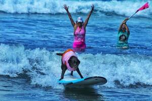 La conmovedora historia de la perrita que ganó su primera competición de surf tras vencer el cáncer (Foto/Instagram: @dr.koa_surf_dog)