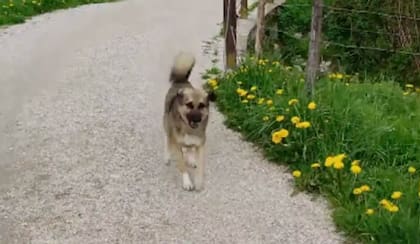 La conmovedora historia de una mujer y un perro que apareció de sorpresa en su vida y se la cambió para siempre