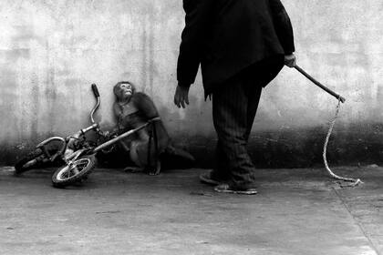La conmovedora imagen de un mono aterrorizado por su entrenador de circo en China se quedó con el premio en la categoría Naturaleza.