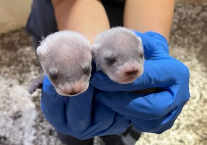 La conservación del hurón de patas negras es impulsado por la clonación