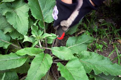 La consuelda era famosa por ayudar a soldar huesos. Hoy regresa para fortalecer jardines