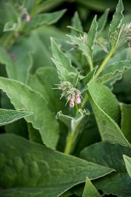 La consuelda resiste temperaturas bajo cero.