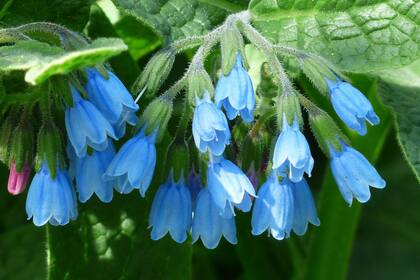 La consuelda, una planta todoterreno que protege el suelo, cuida otras plantas y guarda secretos medicinales milenarios