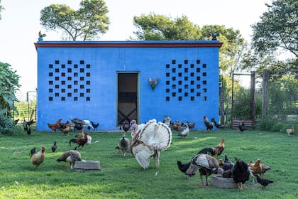 La convivencia con los animales del campo es armoniosa y ellos andan sueltos.