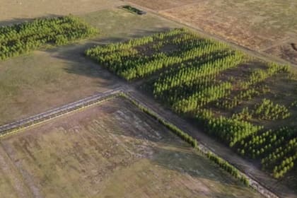 La cooperativa creó una reserva forestal de unos 4600 ejemplares de eucaliptos de cinco especies distintas, destinada a investigar cuál especie se adapta mejor al tipo de suelo presente en la región