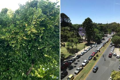 La copa frondosa de los tilos exhibe desde los primeros días de diciembre sus ramilletes de flores amarillas (izq.). Además de tilos, La Plata exhibe otras especies de árboles como jacarandás y araucarias (der.)