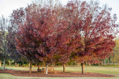 La copa rojiza es protagonista del espacio, con lo cual la elección de los bancos y la mesa es de madera natural, sin estridencias. Los aplausos se los lleva el árbol