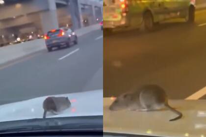 La copiloto filmó el inédito momento en el que el roedor recorrió la parte exterior del auto