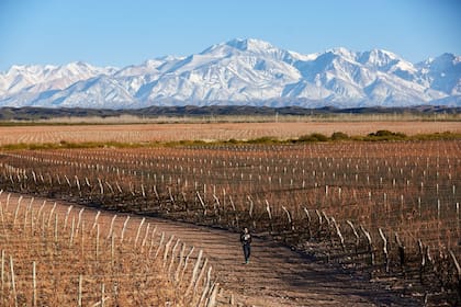 La Cordillera de los Andes de fondo, una de las postales que más seduce a los visitantes, quienes tienen sitios de lujo para alojarse en medio de viñedos.