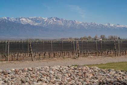 La cordillera, omnipresente en los vinos mendocinos.