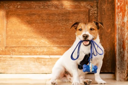 Coronavirus: El Gobierno publicó los recaudos para pasear perros durante la cuarentena