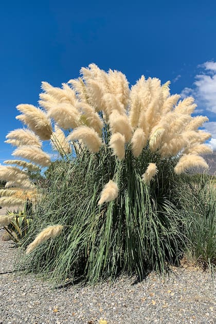 La cortaderia aporta estructura en el jardín durante todo el año