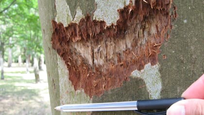 La corteza de un árbol afectada por esta especie
