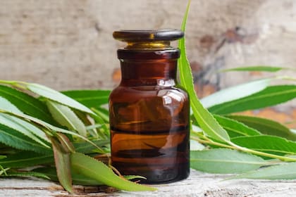 La corteza del sauce blanco se posiciona como un recurso natural valioso para quienes tienen migrañas y dolores asociados