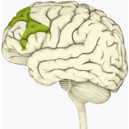 La corteza prefrontal del cerebro se ve afectada por el estrés constante