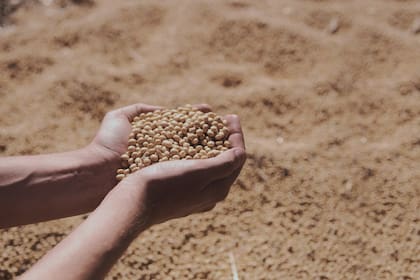 La cosecha ahora se puede convertir en tokens y ser utilizados para adquirir insumos, servicios, ahorrar o generar garantías para préstamos o herramientas de financiación