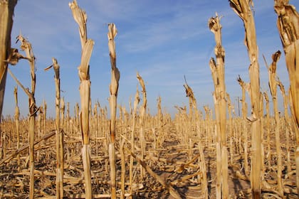 La cosecha cayó de 96,9 millones de toneladas del ciclo anterior a 61,5 millones