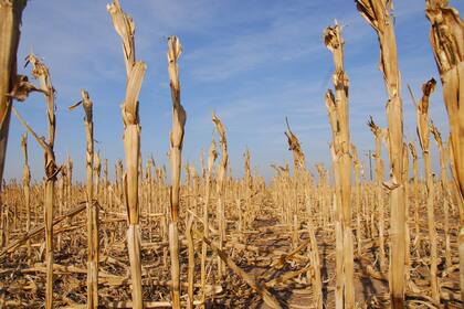 La cosecha cayó de 96,9 millones de toneladas del ciclo anterior a 61,5 millones