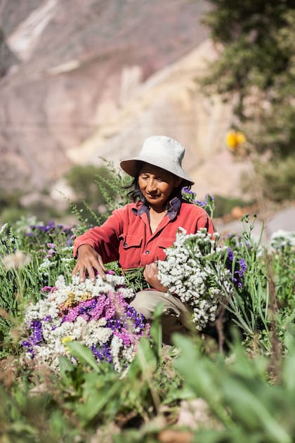La cosecha de flores silvestres es una de las actividades primordiales de sus habitantes