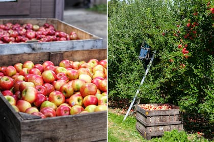 La cosecha de manzanas, fruto del árbol Malus domestica, se realiza entre el verano y el otoño, mientras que la plantación debe realizarse entre el otoño y el invierno.