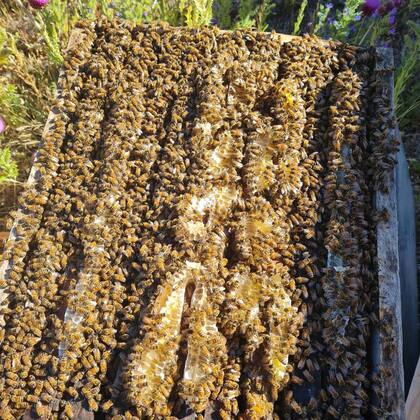La cosecha de miel se realiza en las condiciones exigidas para ser orgánica