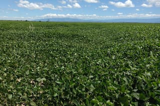 La cosecha de soja en Brasil alcanza el 0,6% de la superficie, dice AgRural