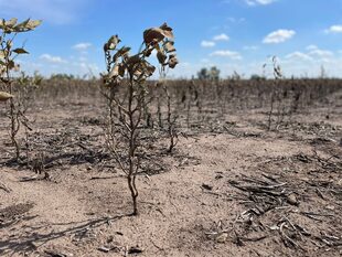 La cosecha de soja es la mitad de 2022