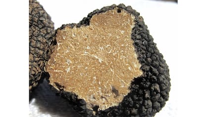 La cosecha de trufas es complicada porque se requiere la ayuda de perros adiestrados, que detectan su aroma desde mayores distancias que los humanos