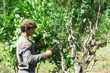 La cosecha de yerba mate, a diferencia de la del té, es a mano