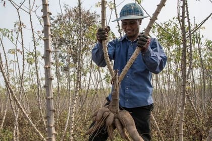 La cosecha de yuca es sumamente importante para las economías del sudeste asiático