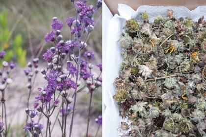 La cosecha debe realizarse sin depredar la naturaleza, siempre dejando semillas en las plantas y recolectando de distintos lugares.